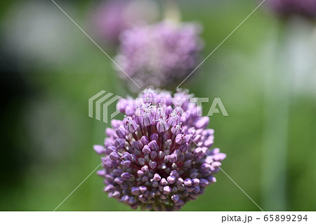 ニンニクの花の写真素材