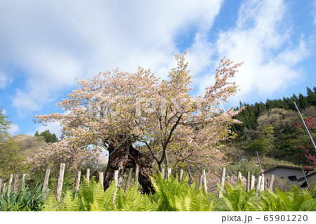 かすみ桜　秋田県 由利本荘市 65901220