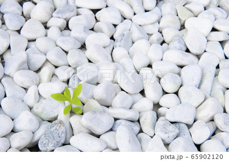 白色の小石と植物の新芽 65902120