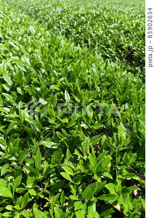 揖斐茶　茶畑 65902634