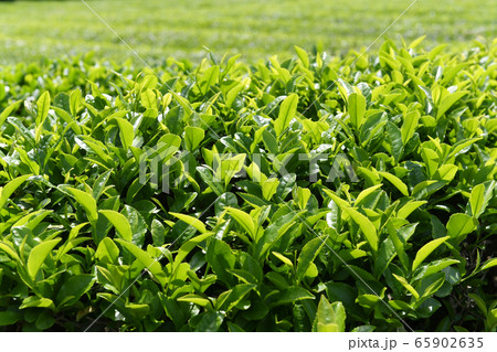 揖斐茶 新芽 揖斐茶 新芽 65902635