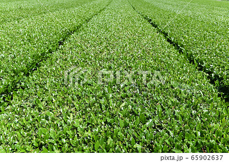 揖斐茶　茶畑 65902637