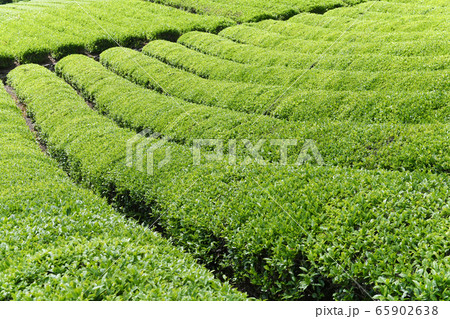 揖斐茶　茶畑 65902638