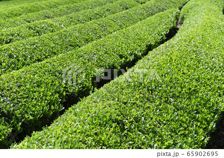 揖斐茶　茶畑 65902695
