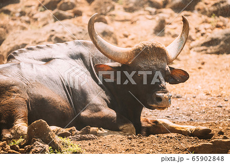 Goa, India. Gaur Bull, Bos Gaurus Or Indian... - Stock Photo [65902848] -  PIXTA