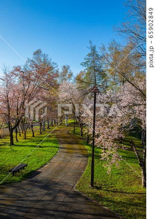 5月の 美瑛の桜 5月の 美瑛の桜 65902849