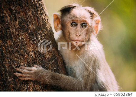 Goa, India. Young Bonnet Macaque - Macaca Radiata Or Zati Sitting On Tree. Close Up Portrait Of Cub Goa, India. Young Bonnet Macaque - Macaca Radiata Or Zati Sitting On Tree. Close Up Portrait Of Cub 65902864