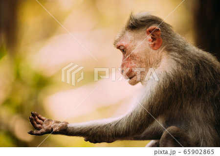 Goa, India. Old Bonnet Macaque - Macaca Radiata Or Zati Is Looking For Fleas. Close Up Goa, India. Old Bonnet Macaque - Macaca Radiata Or Zati Is Looking For Fleas. Close Up 65902865