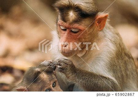 Goa, India. Bonnet Macaque - Macaca Radiata Or Zati Is Looking For Fleas On Its Cub. Close Up Goa, India. Bonnet Macaque - Macaca Radiata Or Zati Is Looking For Fleas On Its Cub. Close Up 65902867