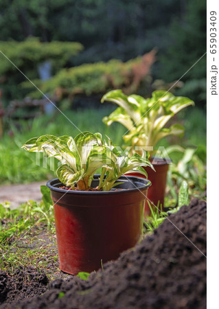Landscape design Landscape design 65903409