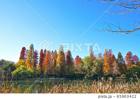 井の頭公園の紅葉 井の頭公園の紅葉 65903422