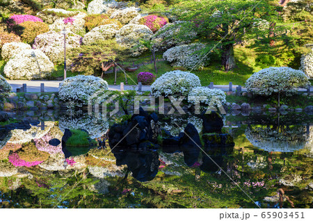 ツツジ満開の千秋公園 春 秋田市 ツツジ満開の千秋公園 春 秋田市 65903451