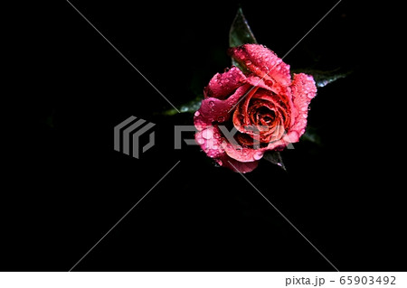 敵 花 バラの花 65903492