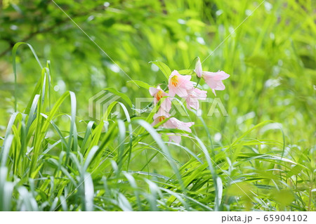 ヒメサユリの花 65904102