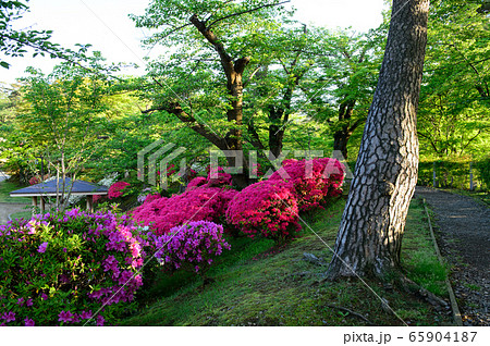 朝の千秋公園 秋田市 朝の千秋公園 秋田市 65904187