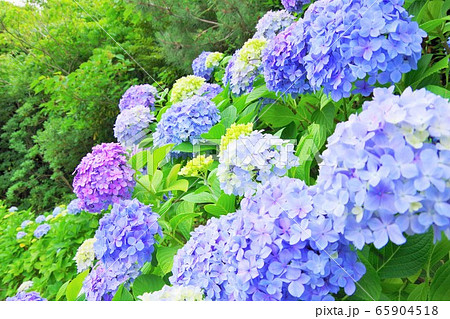 アジサイ　紫陽花　6月 65904518