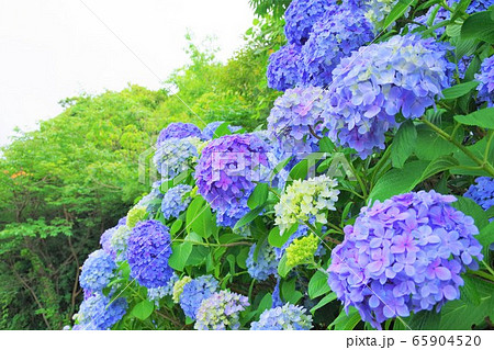 アジサイ　紫陽花　6月 65904520
