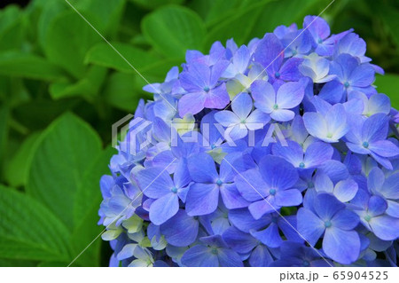 アジサイ　紫陽花　6月 65904525