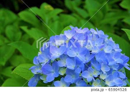 アジサイ　紫陽花　6月 65904526