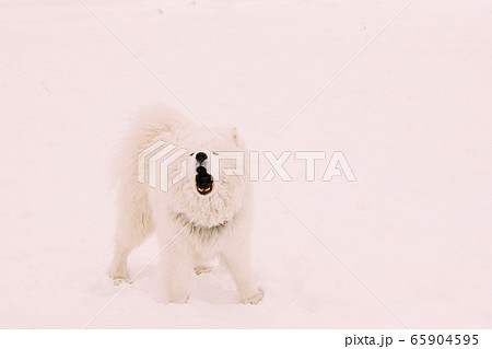 Funny Young White Samoyed Dog Or Bjelkier の写真素材