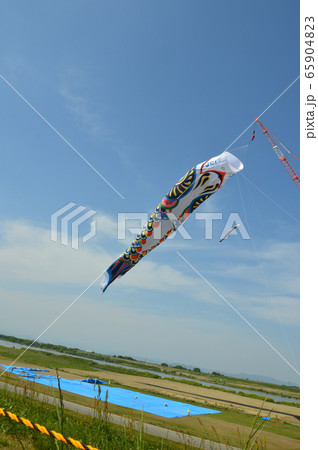 ジャンボこいのぼり（利根川河川敷 緑地公園／埼玉県加須市） 65904823