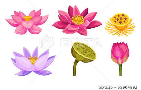 Lotus Aquatic Plant with Large Showy Flowers and Leaves Isolated on White Background Vector Set Lotus Aquatic Plant with Large Showy Flowers and Leaves Isolated on White Background Vector Set 65904892