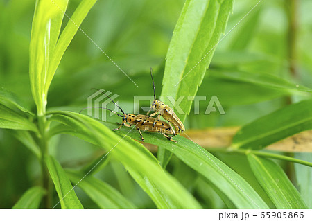 ヤツメカミキリ ヤツメカミキリ 65905866