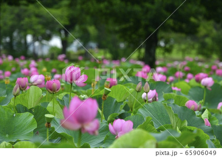 古代ハスの里　花咲く蓮池 65906049