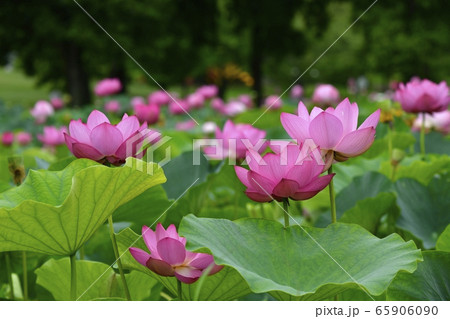 古代ハスの里　花咲く蓮池 65906090