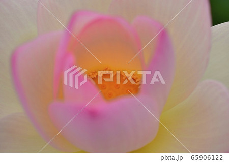 古代ハスの里　ハスの花芯 65906122