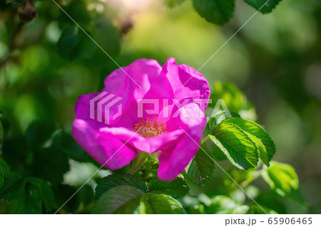 Blooming pink wild rose spring day 65906465