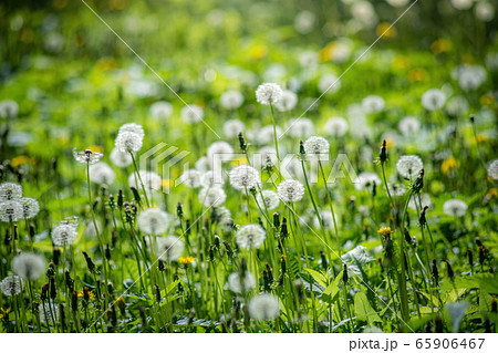 Field dandelion close up on a blurred background. 65906467