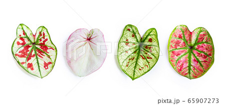Caladium leaves on white background. Top view Caladium leaves on white background. Top view 65907273