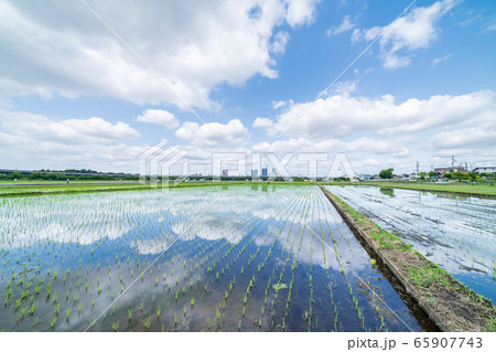 見沼田んぼ 春 田植え後の水田の美しい風景 見沼田んぼ 春 田植え後の水田の美しい風景 65907743