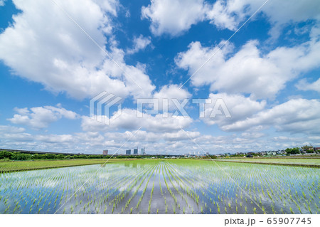 見沼田んぼ 春 田植え後の水田の美しい風景 見沼田んぼ 春 田植え後の水田の美しい風景 65907745
