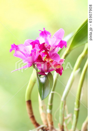 カトレア　ピンク色の花　自然背景 65907908
