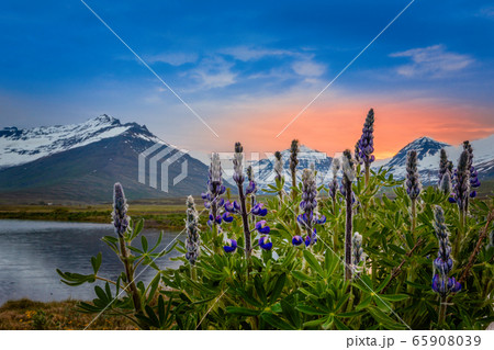 Blue lupin flowers with fjord and sunset mountains Blue lupin flowers with fjord and sunset mountains 65908039