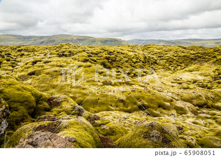 Icelandic fields of lava covered with moss Icelandic fields of lava covered with moss 65908051