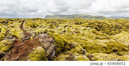 Icelandic fields of lava covered with moss Icelandic fields of lava covered with moss 65908052