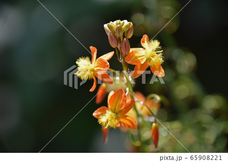 花アロエ ブルビネ の写真素材