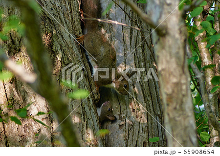 エゾリス　親子 65908654