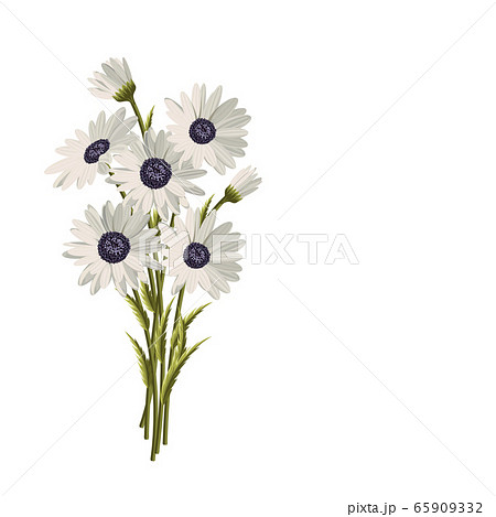 Beautiful white daisies on white background. Floral vector background 65909332