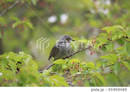 荒尾市　四ツ山神社　ヒヨドリ、 65909489