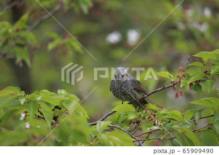 荒尾市　四ツ山神社　ヒヨドリ、 65909490