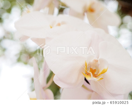白い蘭の花の写真素材