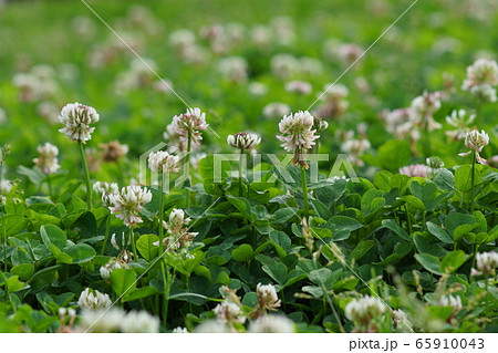 5月 稲城247シロツメクサ・マメ科・クローバーの野原 5月 稲城247シロツメクサ・マメ科・クローバーの野原 65910043