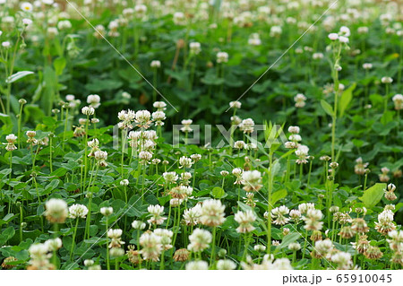 5月　稲城246ｼﾛﾂﾒｸｻ･ﾏﾒ科･ｸﾛｰﾊﾞｰの野原 65910045