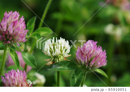 5月　稲城240ﾑﾗｻｷﾂﾒｸｻ･ﾏﾒ科 65910051