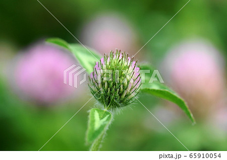 5月 稲城237ムラサキツメクサ・マメ科 5月 稲城237ムラサキツメクサ・マメ科 65910054