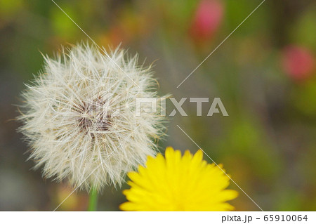5月 稲城229ﾌﾞﾀﾅ ｷｸ科 綿毛の写真素材